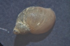 Galba truncatula