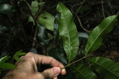 Dysoxylum fraserianum