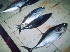 Thunnus