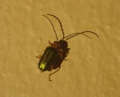 Spilocephalus intermedius