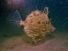 Chaetodermis penicilligerus