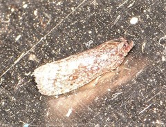 Cryptaspasma sordida