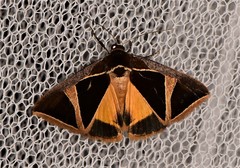 Agamana conjungens