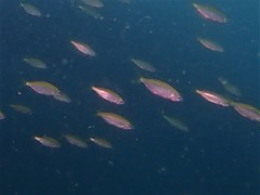 Caesioscorpis theagenes