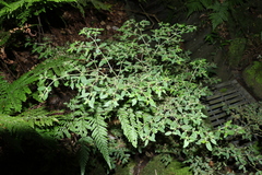 Nyssanthes diffusa