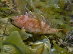 Epinephelus rivulatus
