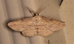 Syneora lithina