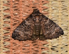 Dysbatus singularis