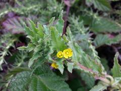 Camissoniopsis micrantha