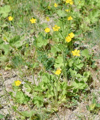 Ranunculus neapolitanus