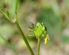 Ranunculus neapolitanus