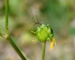 Ranunculus neapolitanus