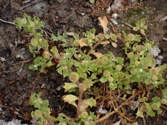 Centipeda aotearoana