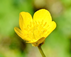 Ranunculus neapolitanus