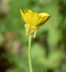 Ranunculus neapolitanus
