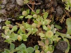 Centipeda aotearoana