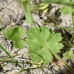 Ranunculus neapolitanus