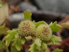 Centipeda aotearoana