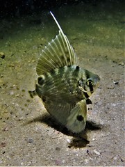 Metavelifer multiradiatus