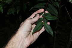 Pilidiostigma glabrum