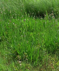 Plantago altissima