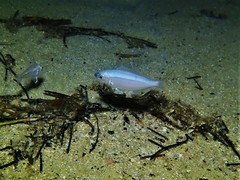 Caesioscorpis theagenes