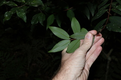 Pilidiostigma glabrum