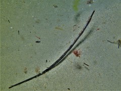 Mitotichthys meraculus