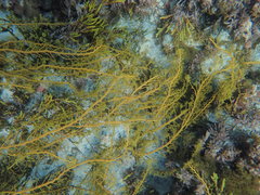 Cystophora moniliformis