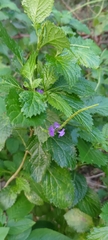 Stachytarpheta urticifolia