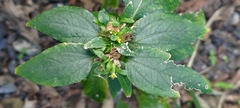Stachytarpheta urticifolia