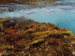 Cystophora subfarcinata