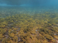 Cystophora subfarcinata