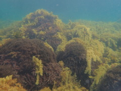 Cystophora subfarcinata