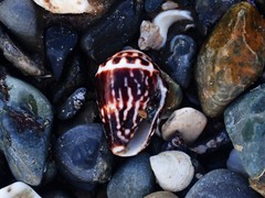 Conus chaldaeus