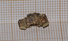 Goeridae