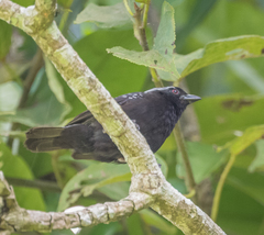 Nigrita canicapillus