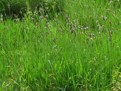 Plantago altissima