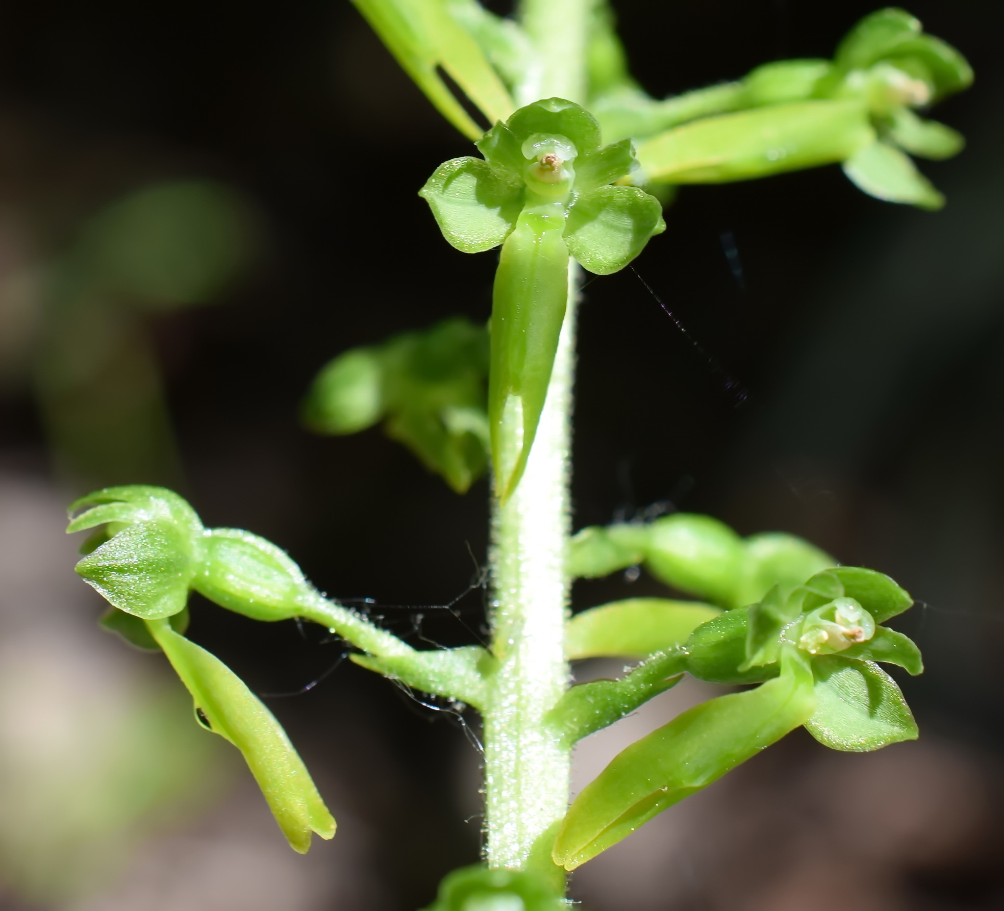 Neottia ovata