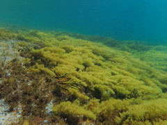 Cystophora subfarcinata