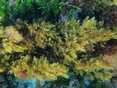 Cystophora pectinata