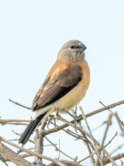 Spermestes griseicapilla