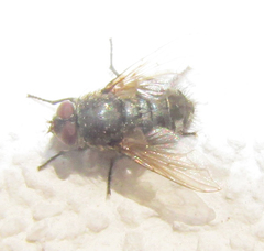 Diptera