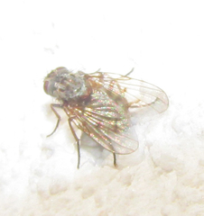 Diptera