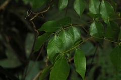 Pararchidendron pruinosum