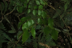 Pararchidendron pruinosum