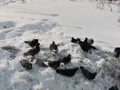Columba livia domestica
