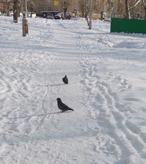 Columba livia domestica