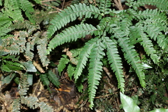 Adiantum silvaticum