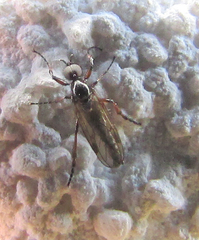 Bibionidae